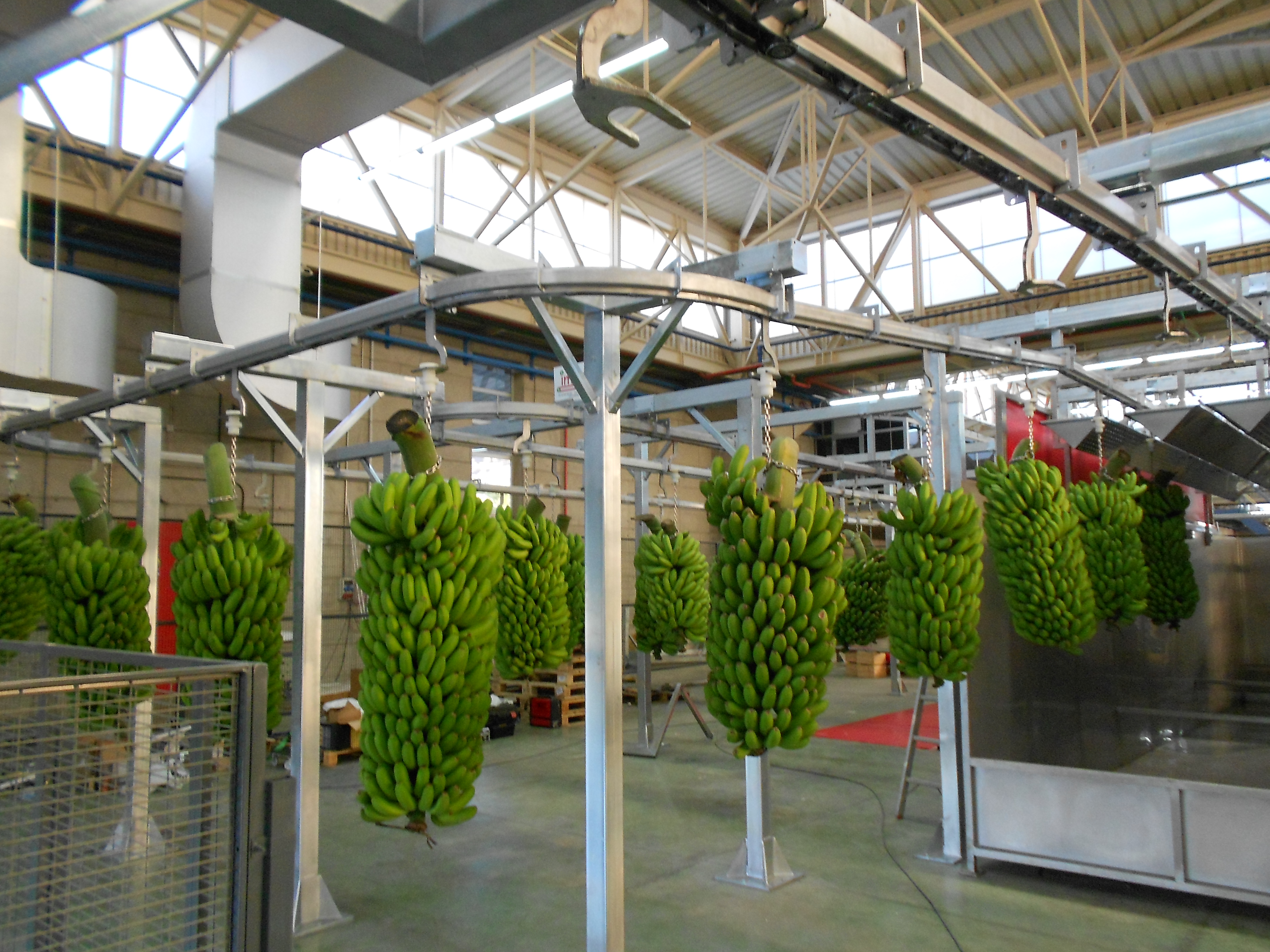 CADENA AEREO PLATANOS